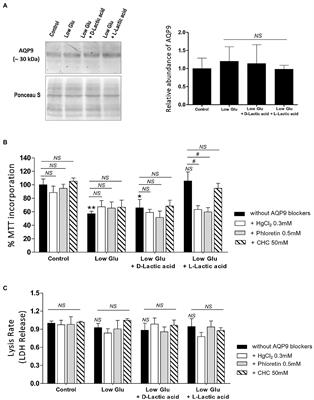 Lactic Acid Transport Mediated by Aquaporin-9: Implications on the Pathophysiology of Preeclampsia